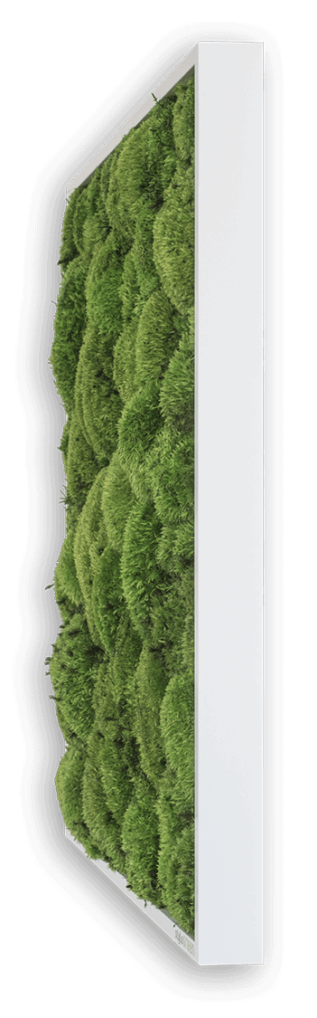 Kugelmoosbild 100x60cm